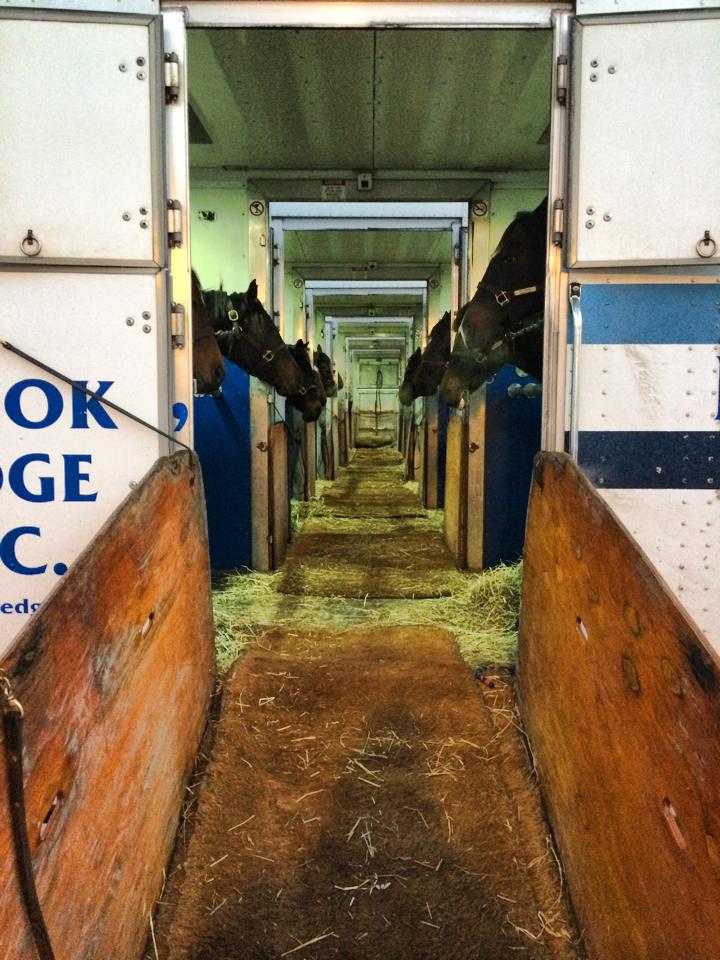 row of connected horse vans with horses looking out of stalls