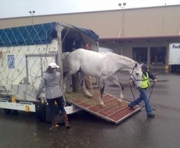 horse exiting airplane box stall