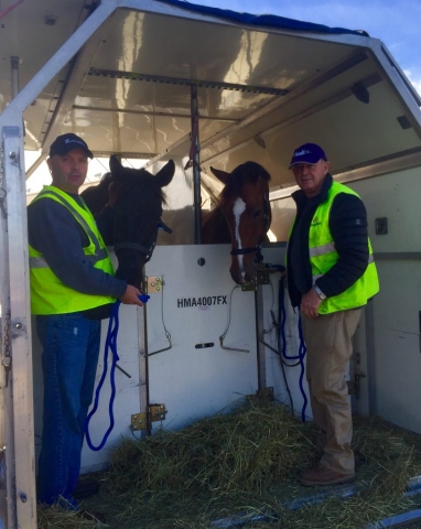 horses in air box stall with professional grooms