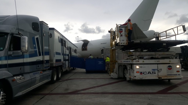horse being loaded onto airplane